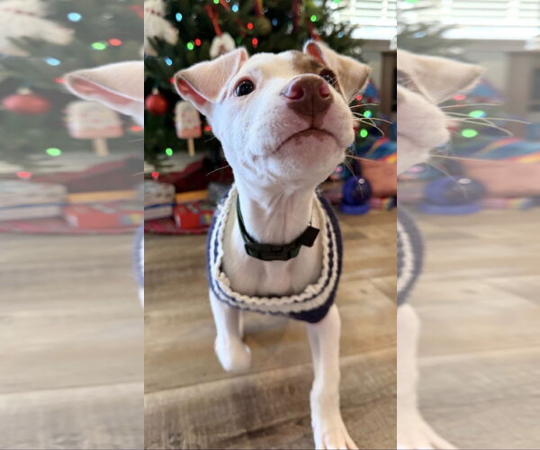 Medium Photo #2 Mutt Puppy For Sale in Clarkston, MI, USA