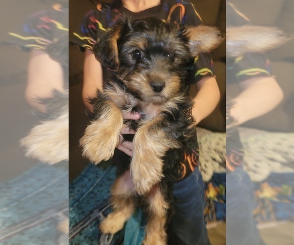 Medium Photo #4 Yorkshire Terrier Puppy For Sale in NORTHGLENN, CO, USA