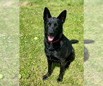 Small #1 German Shepherd Dog