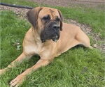 Small #1 Bullmastiff