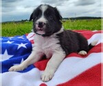 Small Photo #89 Border Collie Puppy For Sale in NORBORNE, MO, USA