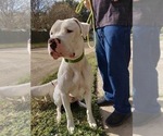 Small Photo #1 Dogo Argentino Puppy For Sale in KATY, TX, USA