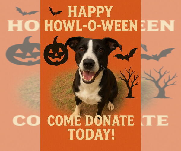 Medium Photo #7 Collie-Labrador Retriever Mix Puppy For Sale in Bryant, AR, USA