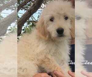 Golden Retriever-Goldendoodle Mix Puppy for sale in PARKER, CO, USA