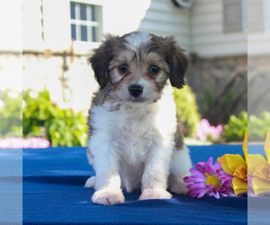 Cavachon Puppy for sale in BIRD IN HAND, PA, USA