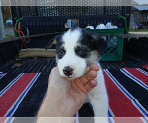 Siberian Husky Puppy for sale in LONG EDDY, NY, USA