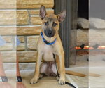 Small #2 German Shepherd Dog Mix