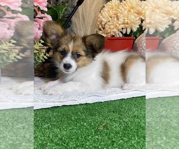 Medium Photo #3 Papillon Puppy For Sale in CANOGA, NY, USA