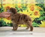 Maurice - Male Poodle (Toy) Puppy for Sale - Photo #19