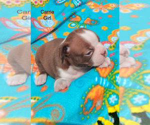 Medium Boston Terrier