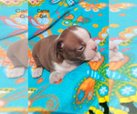 Puppy Carrie Boston Terrier