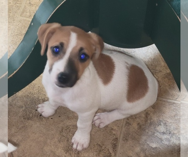Medium Photo #3 Russell Terrier Puppy For Sale in MARSHVILLE, NC, USA