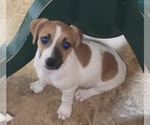 Small #2 Russell Terrier