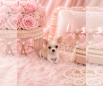 Small #29 Chihuahua