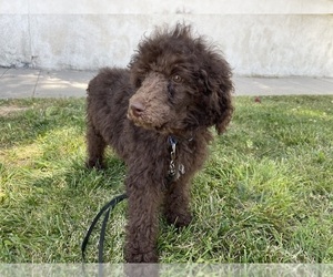 Poodle (Standard) Puppy for sale in SHERMAN OAKS, CA, USA