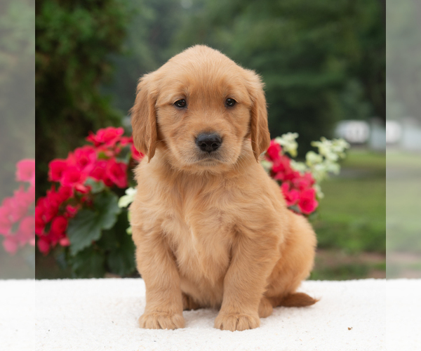 Medium Photo #5 Golden Retriever Puppy For Sale in NEWPORT, PA, USA