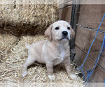 Small Photo #4 Beago Puppy For Sale in CONVERSE, IN, USA