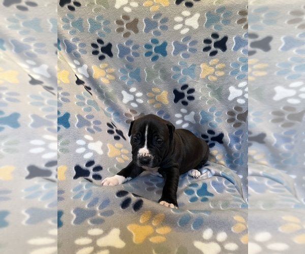 Medium Photo #12 American Bully-American Staffordshire Terrier Mix Puppy For Sale in BROCKTON, MA, USA