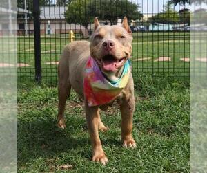 American Staffordshire Terrier-Unknown Mix Dogs for adoption in San Antonio, TX, USA
