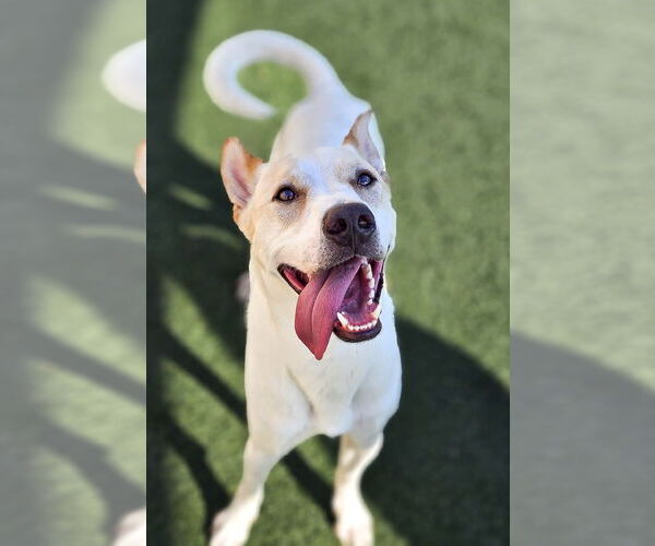 Medium Photo #2 Mutt Puppy For Sale in McKinney, TX, USA