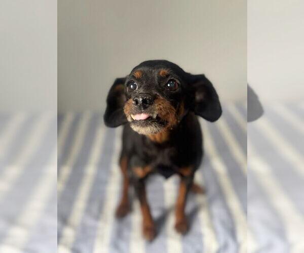 Medium Photo #3 Chihuahua-Unknown Mix Puppy For Sale in Oak Bluffs, MA, USA