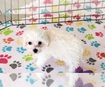 Small #4 Maltipoo (Toy)