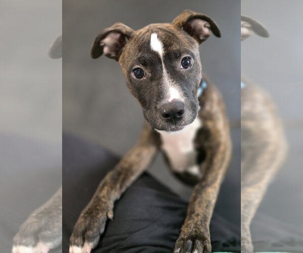 Medium Photo #6 Mutt Puppy For Sale in Clarkston, MI, USA