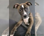 Small #5 Mutt