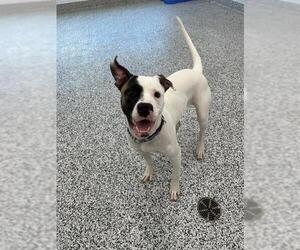American Bulldog-American Staffordshire Terrier Mix Dogs for adoption in Vaughan, Ontario, Canada