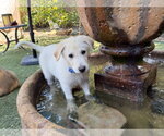Small #1 German Shepherd Dog-Great Pyrenees Mix