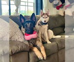 Small #1 German Shepherd Dog