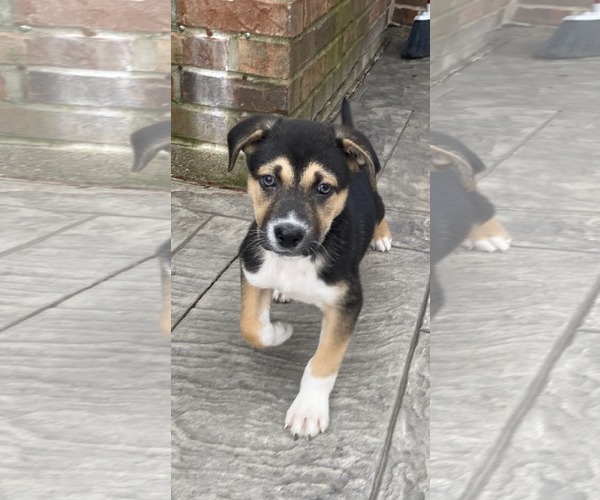 Medium Photo #4 Siberian Husky-Unknown Mix Puppy For Sale in Germantown, OH, USA