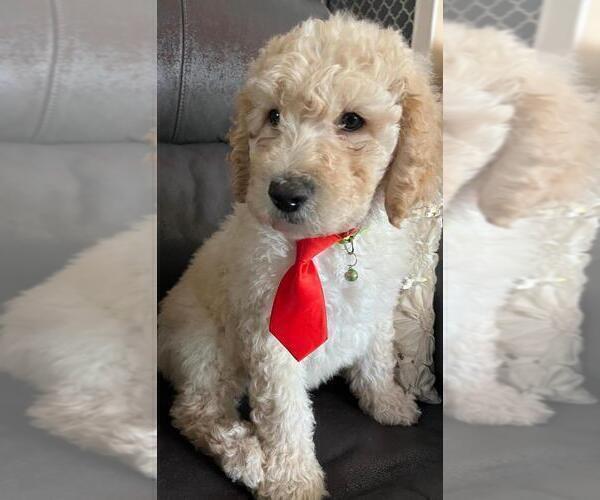 Medium Photo #1 Sheepadoodle Puppy For Sale in FONTANA, CA, USA