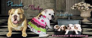 Mother of the English Bulldogge puppies born on 04/26/2017