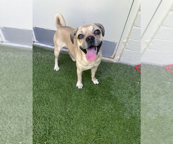 Medium Photo #4 Chug Puppy For Sale in Tempe , AZ, USA