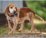 Small #2 Bagle Hound