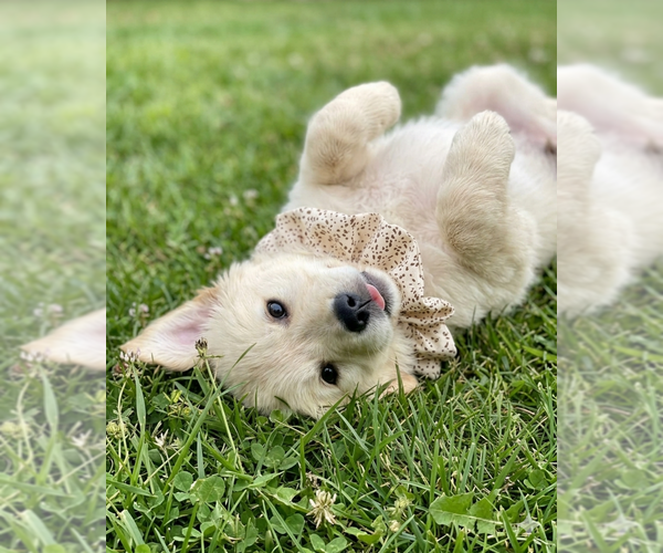 Medium Photo #3 Golden Retriever Puppy For Sale in Grovertown, IN, USA