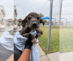 German Shepherd Dog-Unknown Mix Dogs for adoption in Corpus Christi, TX, USA