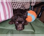 Small Photo #19 Australian Labradoodle Puppy For Sale in W FIELD, NC, USA
