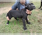 Litter of 6 - Male(s) and Female(s) Cane CorsoLitter of Puppies for Sale - Photo #5