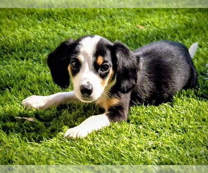 Beagle-Unknown Mix Dogs for adoption in Royal Palm Beach, FL, USA