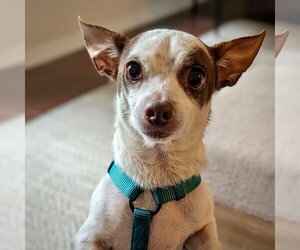 Rat-Cha Dogs for adoption in Atlanta, GA, USA