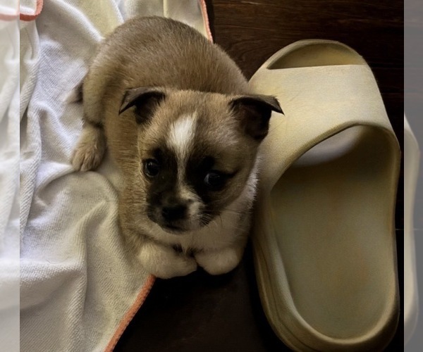 Medium Photo #10 American Eskimo Dog-Pug Mix Puppy For Sale in THOMASVILLE, NC, USA