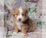 Small Photo #26 Miniature Australian Shepherd Puppy For Sale in HARRISON, OH, USA