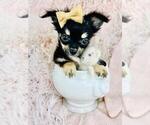 Small #16 Chihuahua