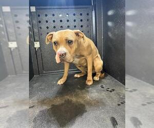 Mutt Dogs for adoption in Camarillo, CA, USA