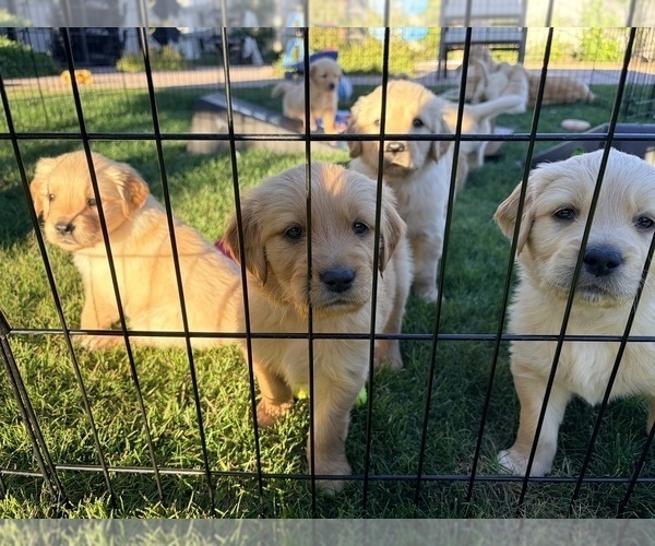 Medium Photo #21 Golden Retriever Puppy For Sale in PHOENIX, AZ, USA