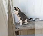 Small #7 Siberian Husky