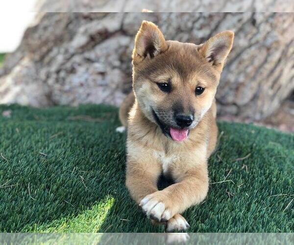 Medium Photo #1 Shiba Inu Puppy For Sale in LAS VEGAS, NV, USA