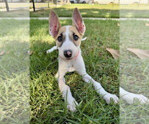 Bull Terrier Dogs for adoption in Marina Del Rey, CA, USA